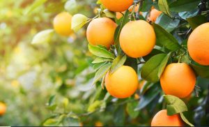Colombia ha exportado 1.198 toneladas de cítricos dulces en lo corrido del año