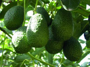 Exportación de palta chilena cayó 30% en temporada 2022/2023