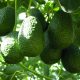 Exportación de palta chilena cayó 30% en temporada 2022/2023