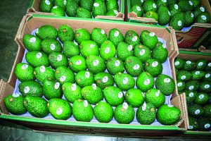 La heterogeneidad es una constante en la producción de paltos