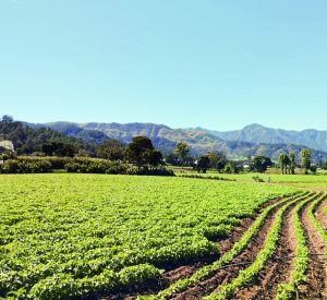 Los beneficios económicos detrás de la agricultura regenerativa