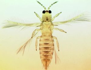 Los diferentes comportamientos de Scirtothrips dorsalis
