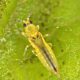 PIGGY-Apply®, una herramienta para el control biológico de Scirtothrips dorsalis
