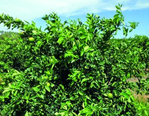 Avances en la protección de cítricos contra el golpe de sol