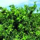 Avances en la protección de cítricos contra el golpe de sol