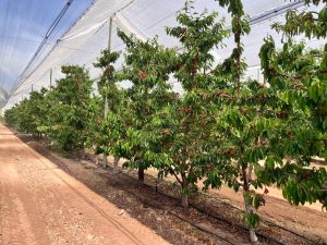 Mendoza comenzó la temporada de cerezas con su primera cosecha de 2023