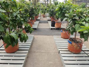 Variedad de aguacate Lorena demuestra eficiencia en condiciones de déficit hídrico
