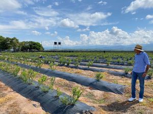 Arándanos en la periferia del desierto