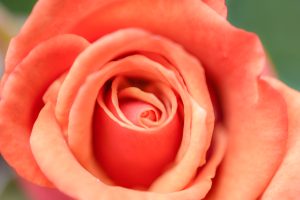 La función que desempeña la nutrición vegetal en la resistencia/tolerancia de la planta a plagas y enfermedades