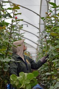 Floricultores advierten que la caída en el precio del dólar puede afectar las exportaciones