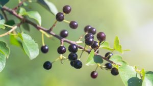 Maqui, aspectos fisiológicos y de manejo para un establecimiento exitoso