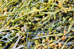 Combinación de bioestimulantes como estrategia específica para el estrés