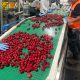 Comenzó la operación del primer packing de cereza en Ovalle con variedad Santina