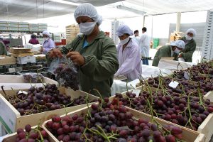 Agroexportaciones peruanas suman US$ 5.714 millones de enero a agosto 2023