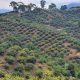 Cabilfrut Colombia y Green SuperFood sellan alianza para posicionar el aguacate origen Colombia