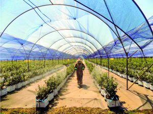 Avances significativos en la calidad, rendimiento y rentabilidad del arándano con Oasis® y Suncrops Plus®