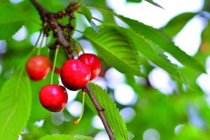 Lapins lideró los envíos y Royal Dawn se desplomó: cómo fue la exportación de cerezas esta campaña