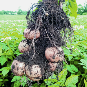 Economía circular para una agricultura sustentable y sostenible