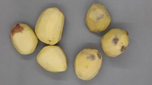 América Latina cuenta con la primera papa mejorada con la técnica CRISPR