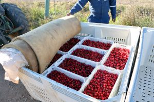 La fiebre por la cereza ya se instaló en la semana 41