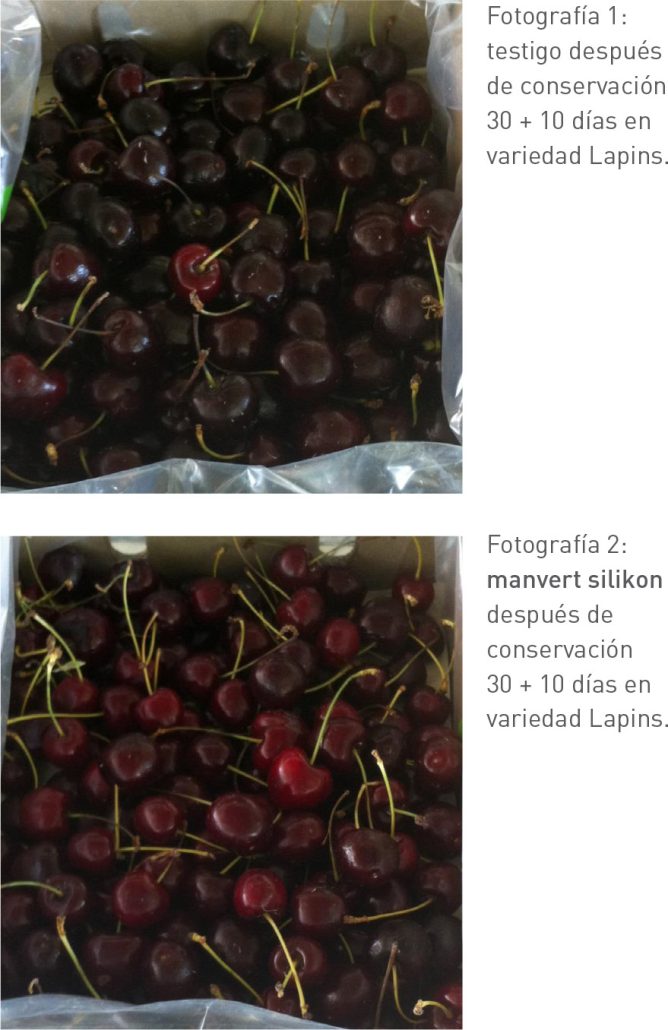 Reduce la incidencia de partidura con una solución de silicio ...