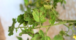 Inductores de Resistencia y Bioestimulantes indispensables en el manejo de estrés vegetal
