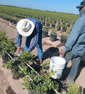Llega a México un bioestimulante especialmente desarrollado para la mitigación del estrés ambiental
