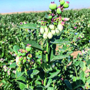 Sur Natural explora el manejo de Ventura en tiempos más cálidos