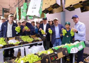 Incertidumbre por Systems Approach con EE.UU. marcó el inicio oficial de la temporada de exportaciones frutícolas chilenas