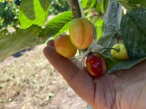 Fedefruta estima un 30% de daño en cerezas tempranas tras lluvias de noviembre