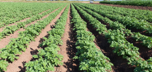 CoFactor®, el consorcio de rizobacterias que ayuda a la biofertilización, bioestimulación y bioprotección