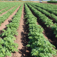 CoFactor®, el consorcio de rizobacterias que ayuda a la biofertilización, bioestimulación y bioprotección