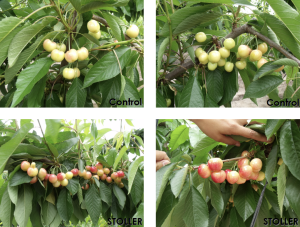 Un ‘paño frío’ a la terminación  de la fruta y su cosecha