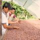 Muestra de cacao colombiano, entre las 50 mejores del mundo
