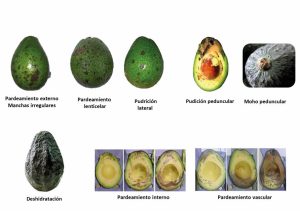 Ocho desafíos para producir una aguacate Hass con potencial  de poscosecha