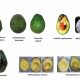 Ocho desafíos para producir una aguacate Hass con potencial  de poscosecha