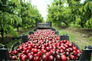 Nueva estimación de Frutas de Chile cifra en 81 millones de cajas de cerezas los envíos para esta temporada