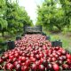 Nueva estimación de Frutas de Chile cifra en 81 millones de cajas de cerezas los envíos para esta temporada