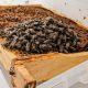 Recomiendan algunas medidas para que el golpe de calor no mate a las abejas