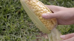 Agricultores de semillas biotecnológicas apoyan sentencia para proteger las semillas nativas