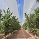 El único huerto de cerezas con cubiertas de Mendoza que compite por ser el más temprano de la región