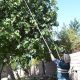 SAG logra erradicar mosca de la fruta en Copiapó