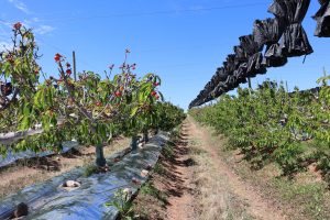 Producción de cerezas: 2023, el año que le dio la razón a cubiertas y mallas negras