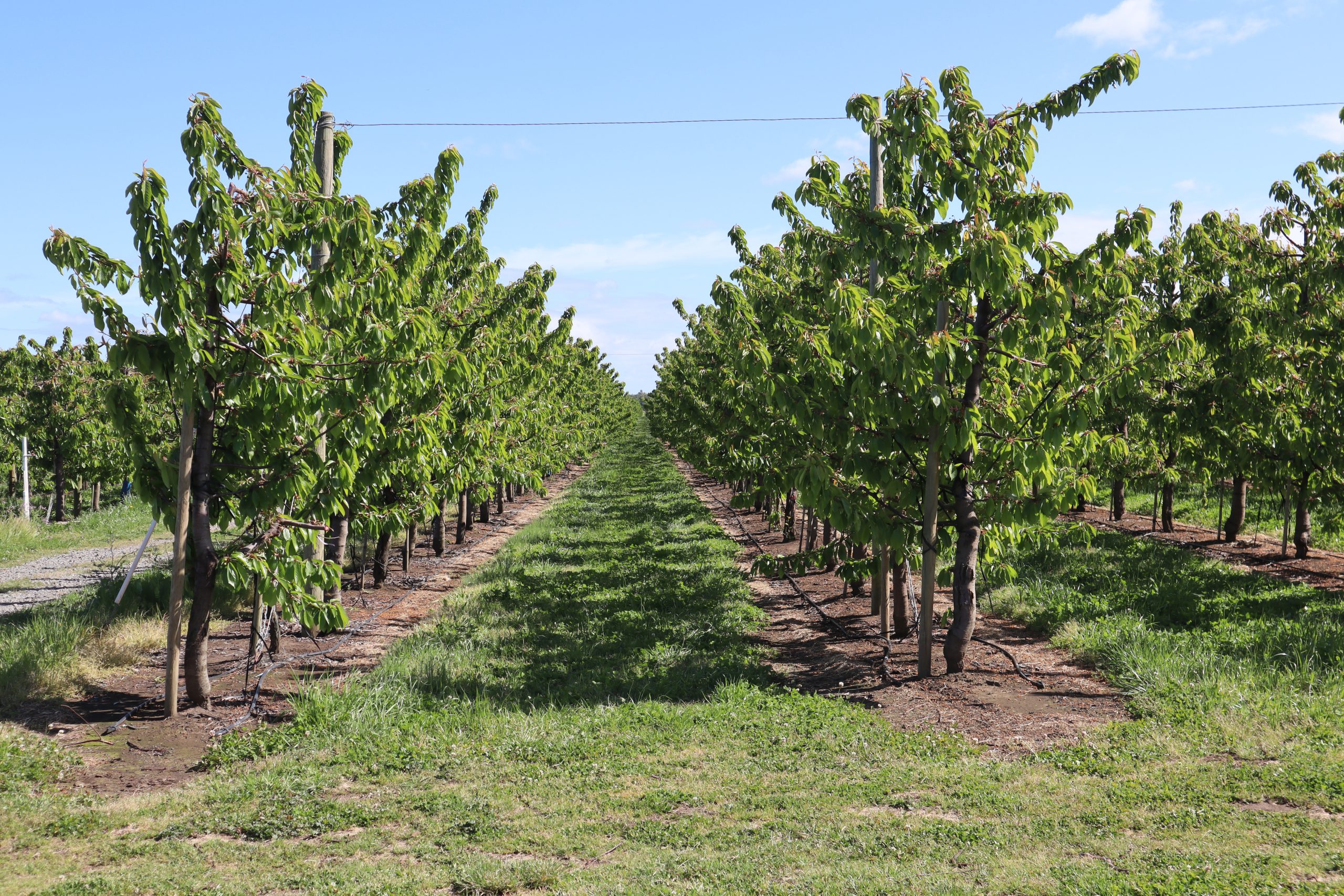 Apuesta por el valor sobre la cantidad en el cerezo de Biobío - Redagrícola