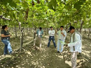 Tecnología EnNuVi para Potenciar la Defensa de las Plantas