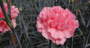 El sector floricultor proyecta convertirse en corto plazo en líder de la Agricultura 4.0