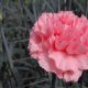 El sector floricultor proyecta convertirse en corto plazo en líder de la Agricultura 4.0