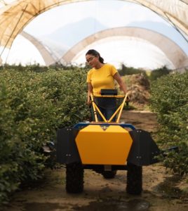 Bioimitadores de polinización: La propuesta tecnológica que busca rentabilizar la producción en frutales y arándanos