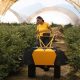 Bioimitadores de polinización: La propuesta tecnológica que busca rentabilizar la producción en frutales y arándanos