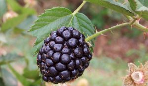 Desarrollan tecnología para producir zarzamora con alta calidad genética